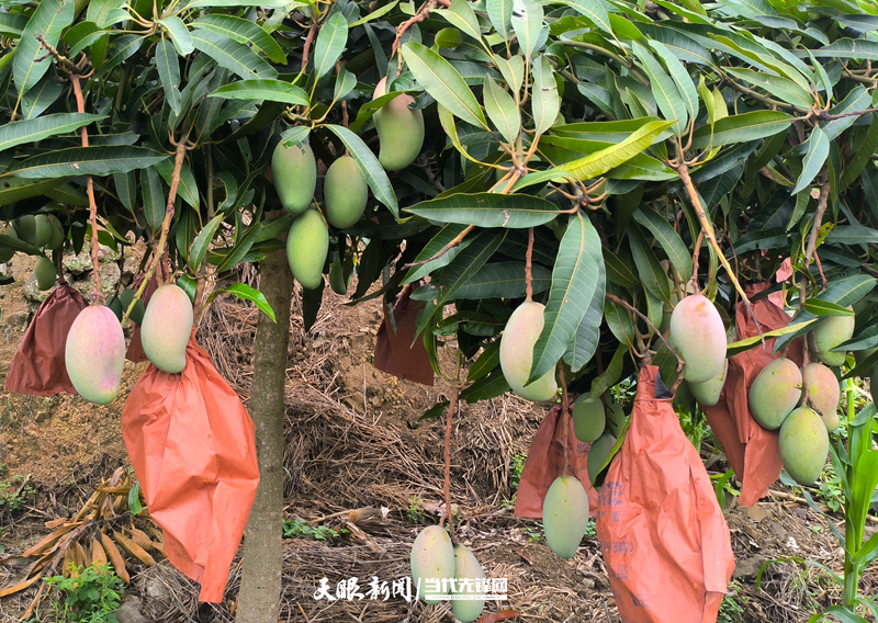 贞丰县鲁贡镇:芒果管护忙