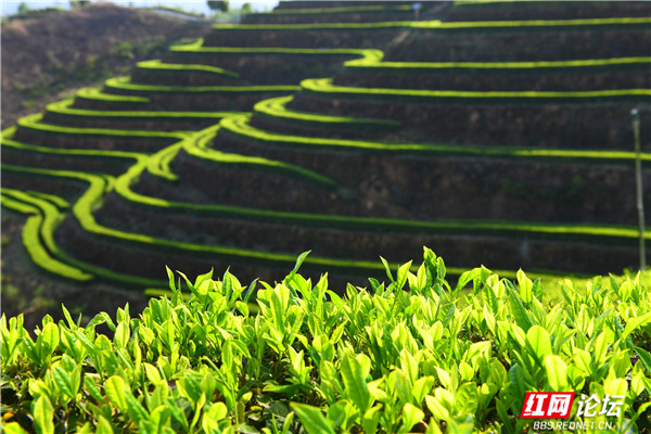目光所至皆是承载希望的绿意,一组图告诉你茶园春天到底有多美