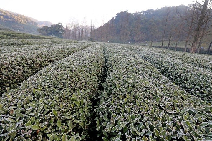 杭州梅家塢部分茶園遭遇霜凍 對茶葉採摘影響不大