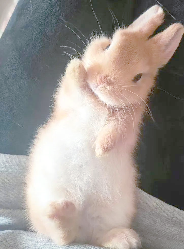 侏儒兔:丛林中的梦幻精灵,探索其多彩世界