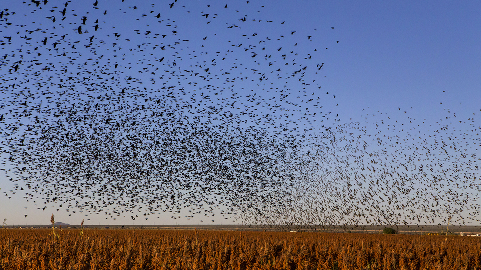 土耳其和叙利亚大地震前数千只动物的行为方式