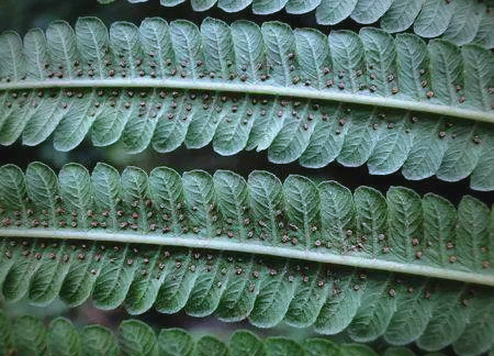 探索蕨类世界:孢子囊的多样形态