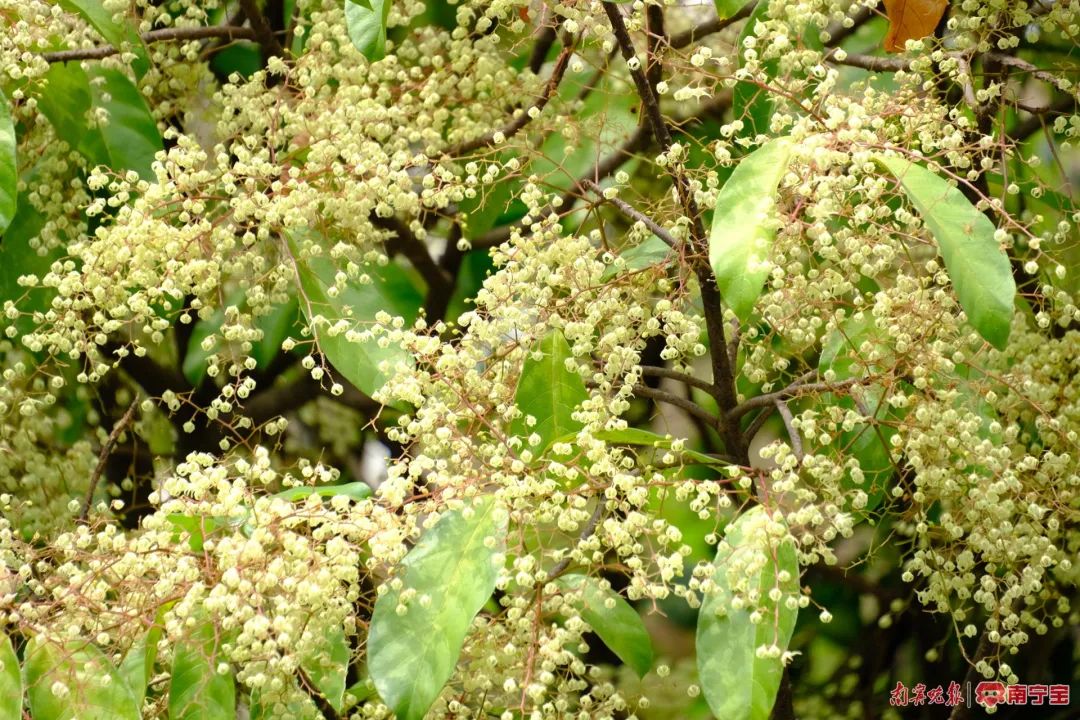 "繁星"落枝头?那是苹婆花开了