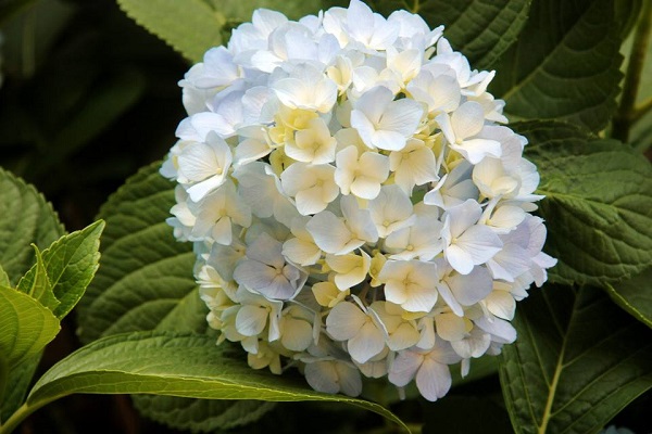 绣球花花蕾发黑掉了怎么回事