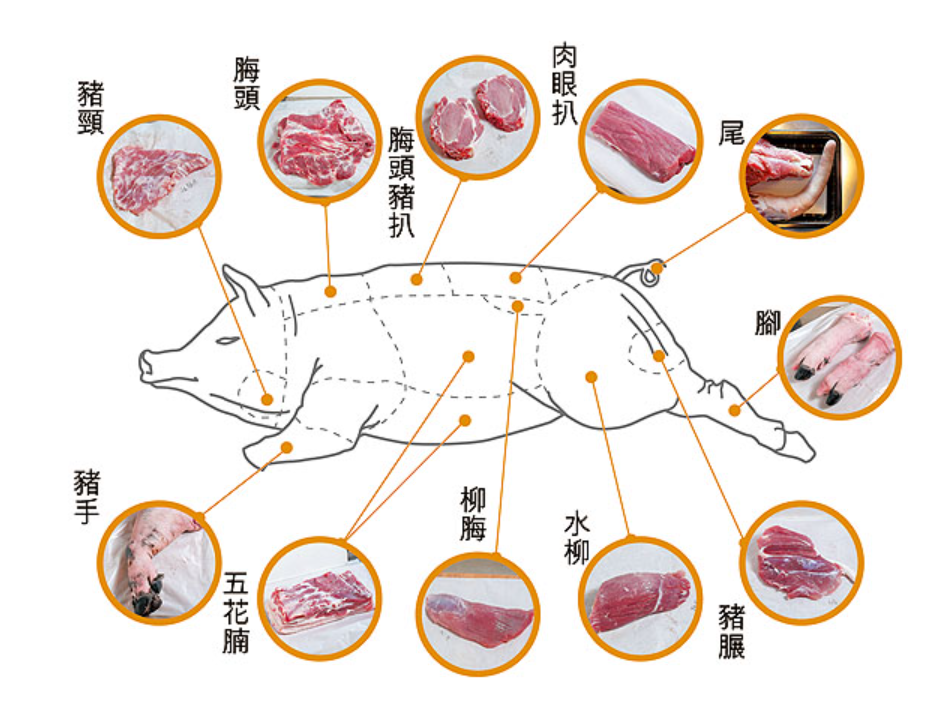 猪肌肉结构图图片