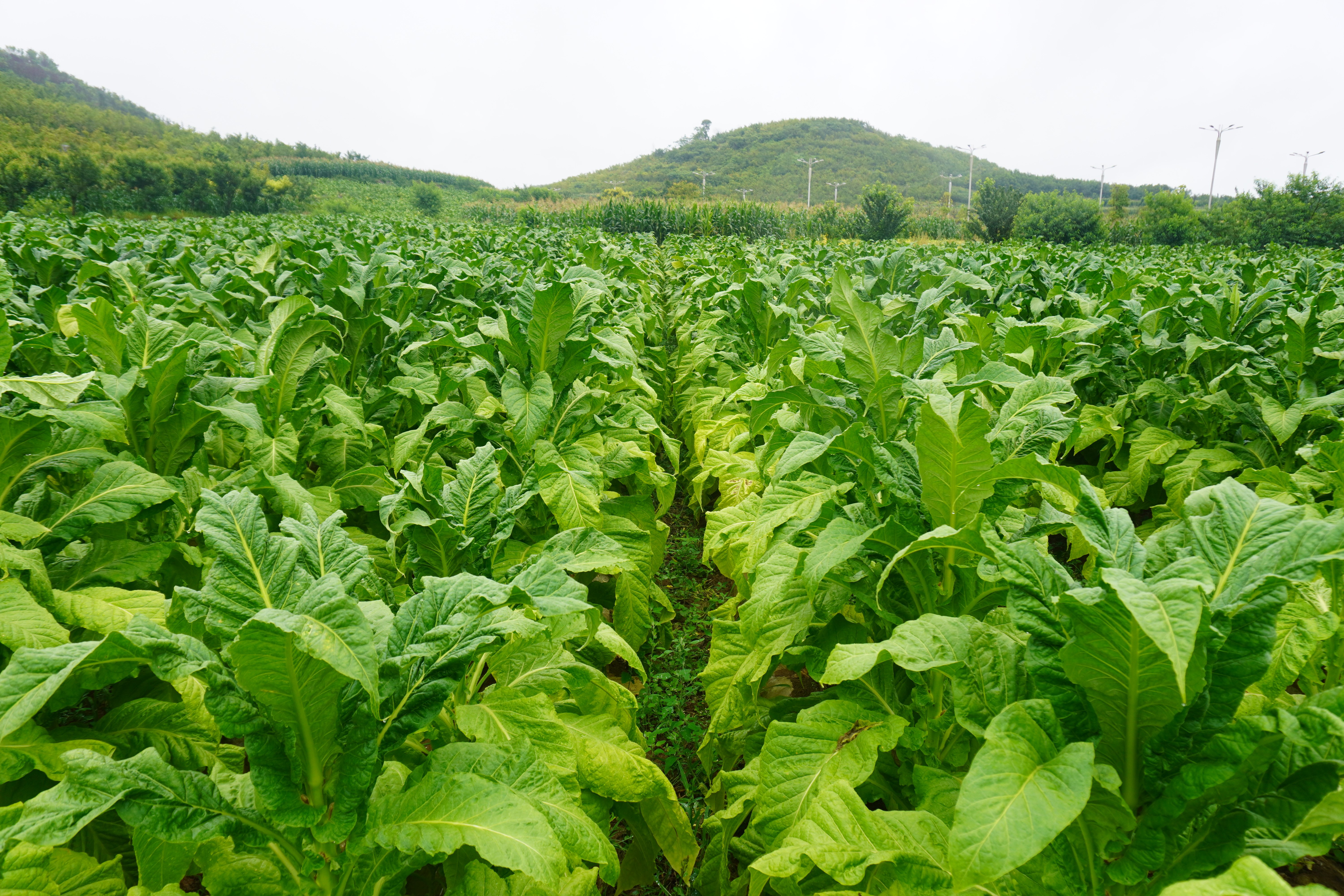 七星关区:大数据赋能"黄金叶"采收