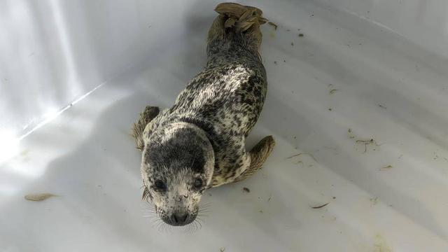 长势喜人!迷途海滩的斑海豹幼崽,黑了,壮了,一顿能吃一斤鱼