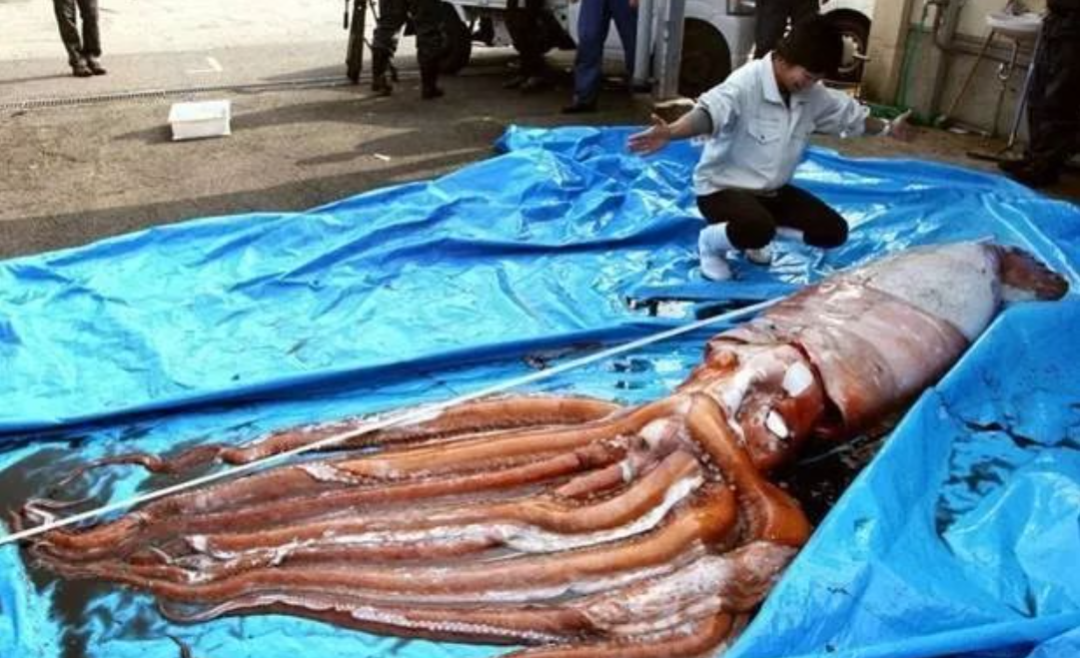 从荒诞传说到科学事实,北海巨妖"克拉肯"是怎么现身的?