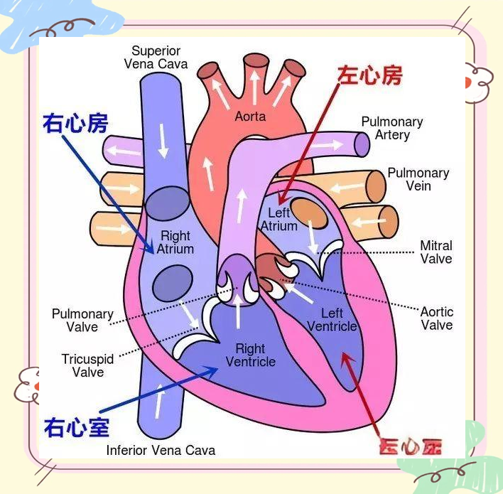 左心耳:心脏血栓风险与防治策略全解析