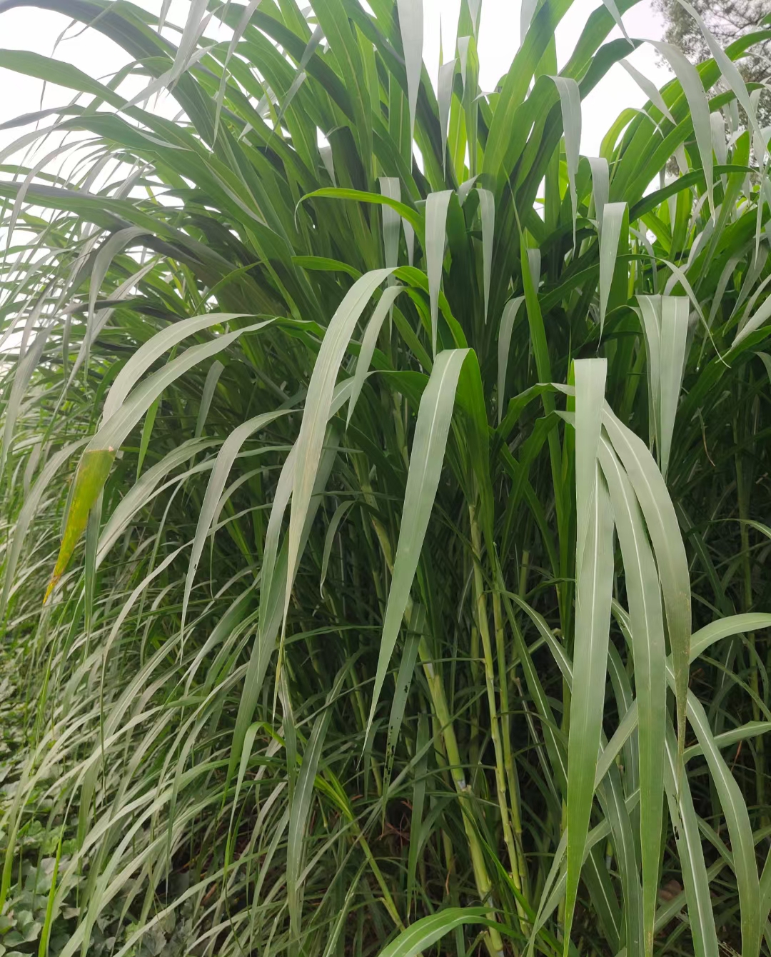 巨菌草养羊技术及养殖效益