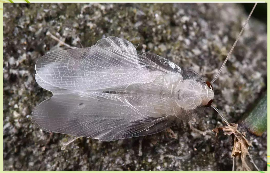 探索蟑螂世界:发现一只独特的纯白色小蟑螂