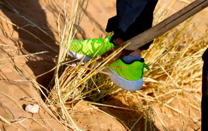 麦草方格:沙漠防沙固沙的"神器"