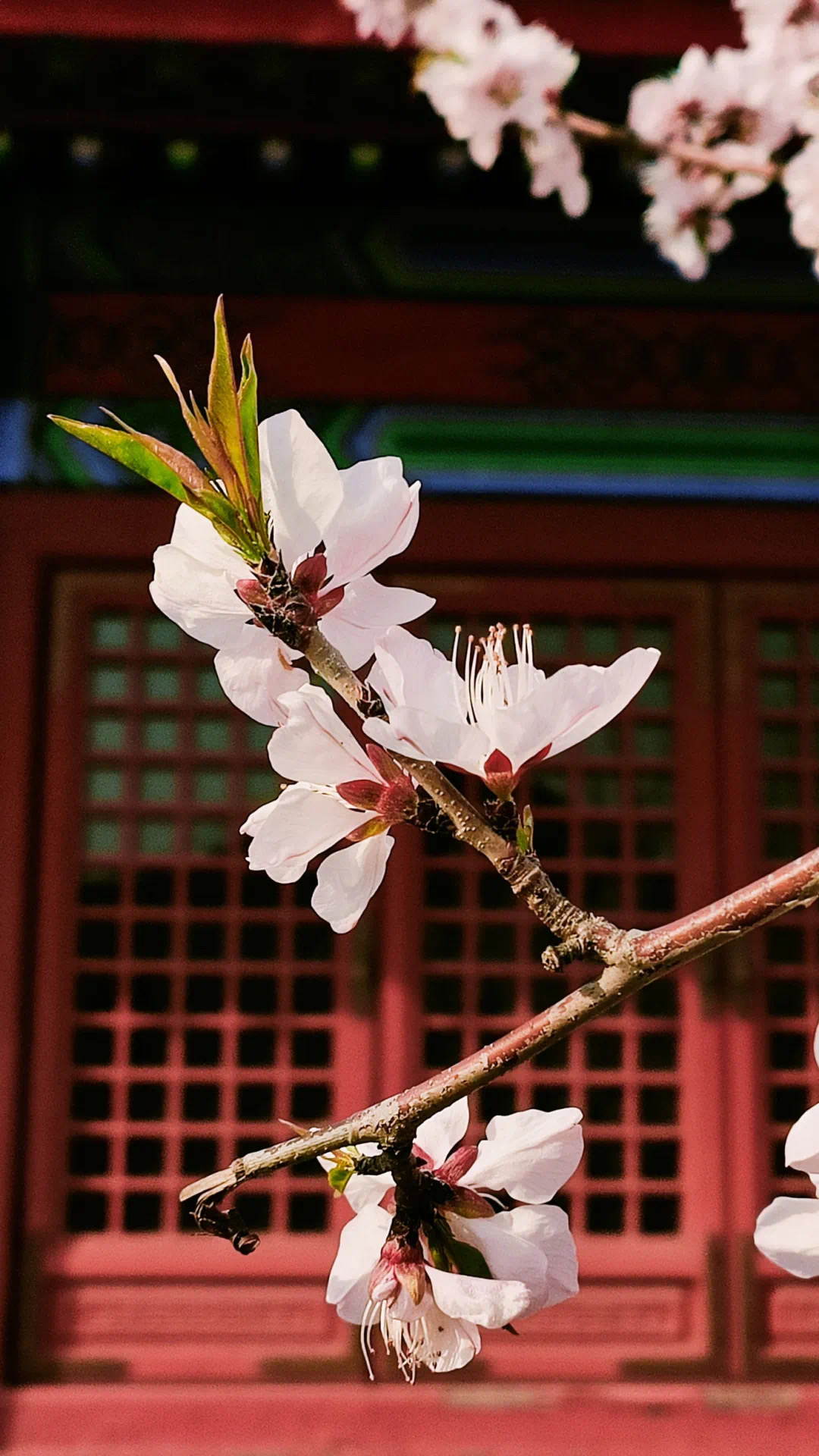 现场直拍荣国府的西府海棠开了