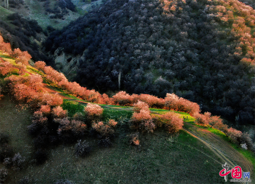 新疆那拉提草原杏花开了!带着你爱的ta出发吧