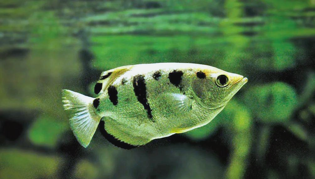 射水鱼:鱼中的"狙击手"与"观察家"