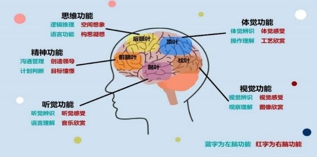 大脑地图图形设计大学图片