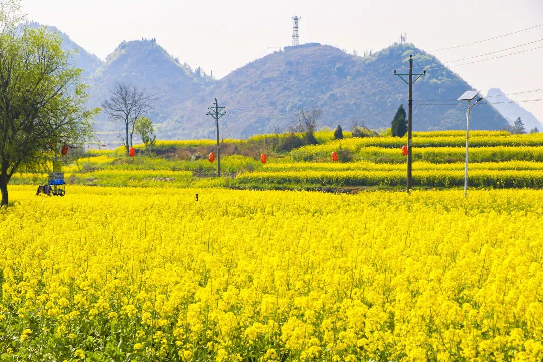 2022贵州油菜花图片