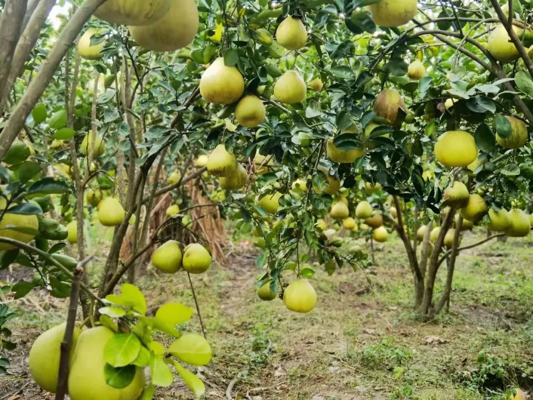 孟连县勐阿村芒岗村民小组柚子园芳香四溢,当地村民种植的200多亩柚子