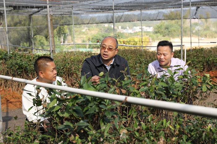 李彤华调研龙圩区茶产业发展情况