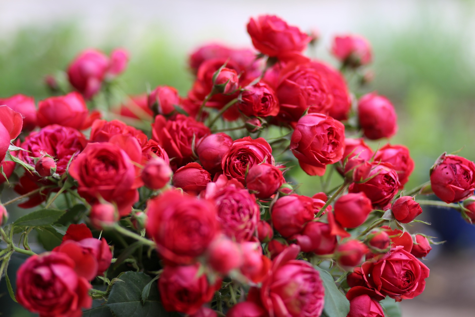 红苹果月季资料以及优缺点总结