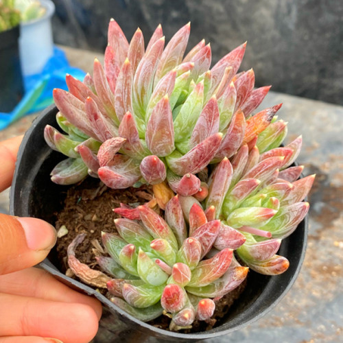 多肉品种:定规座,蓝黛莲,姬白磷,紫牡丹,潘氏冰灯