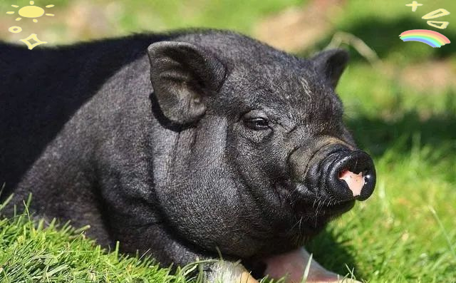 中国多款黑猪品种介绍,你更偏爱哪一个?