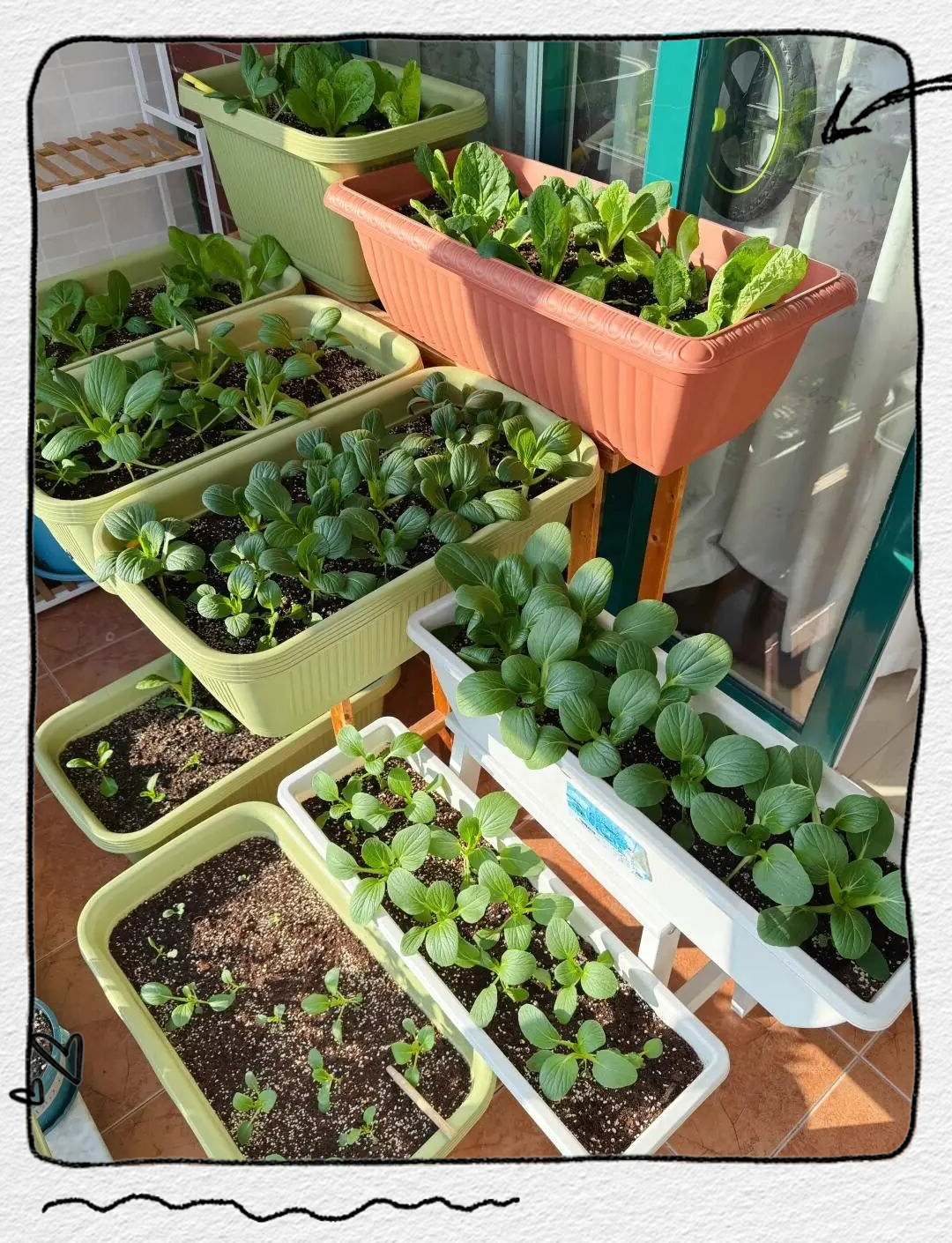 年轻人爱上种菜:矿泉水瓶的创新运用与实用建议