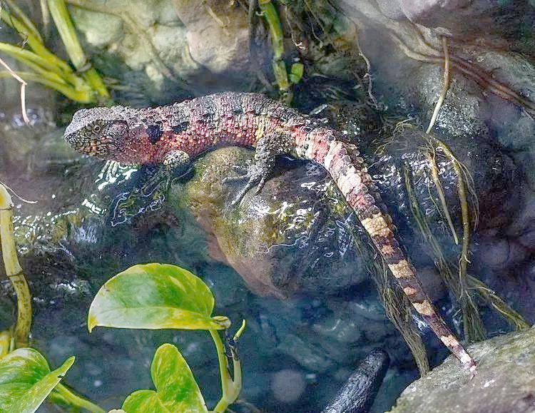 中国鳄蜥:从自然种群到濒危境地的蜕变