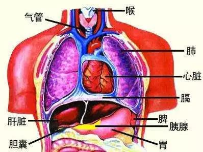 胃和心脏的位置图片