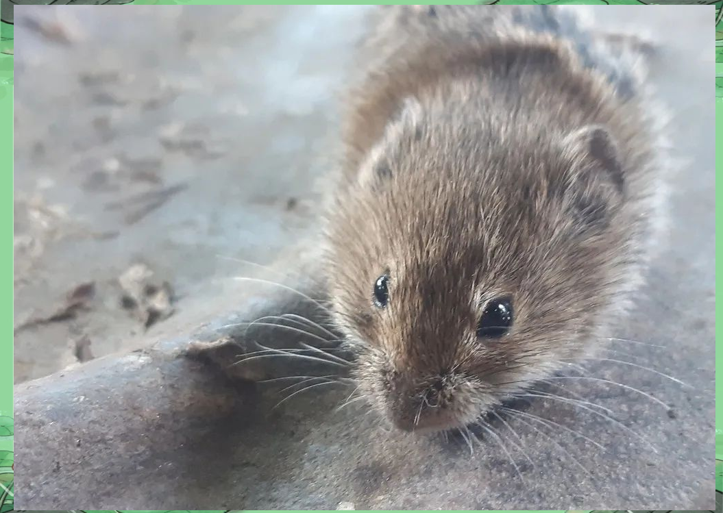 探索多样啮齿类世界:普通田鼠的传奇之旅