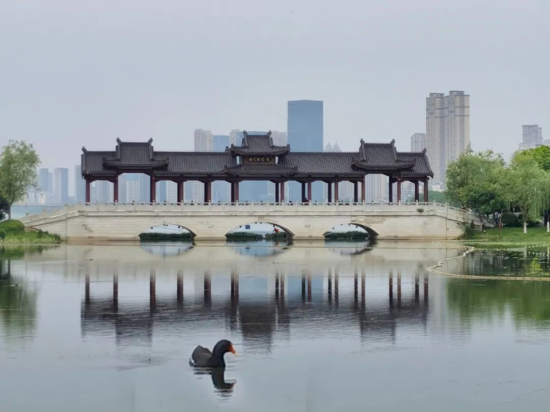 结果出炉今年也是精致的沙湖公园