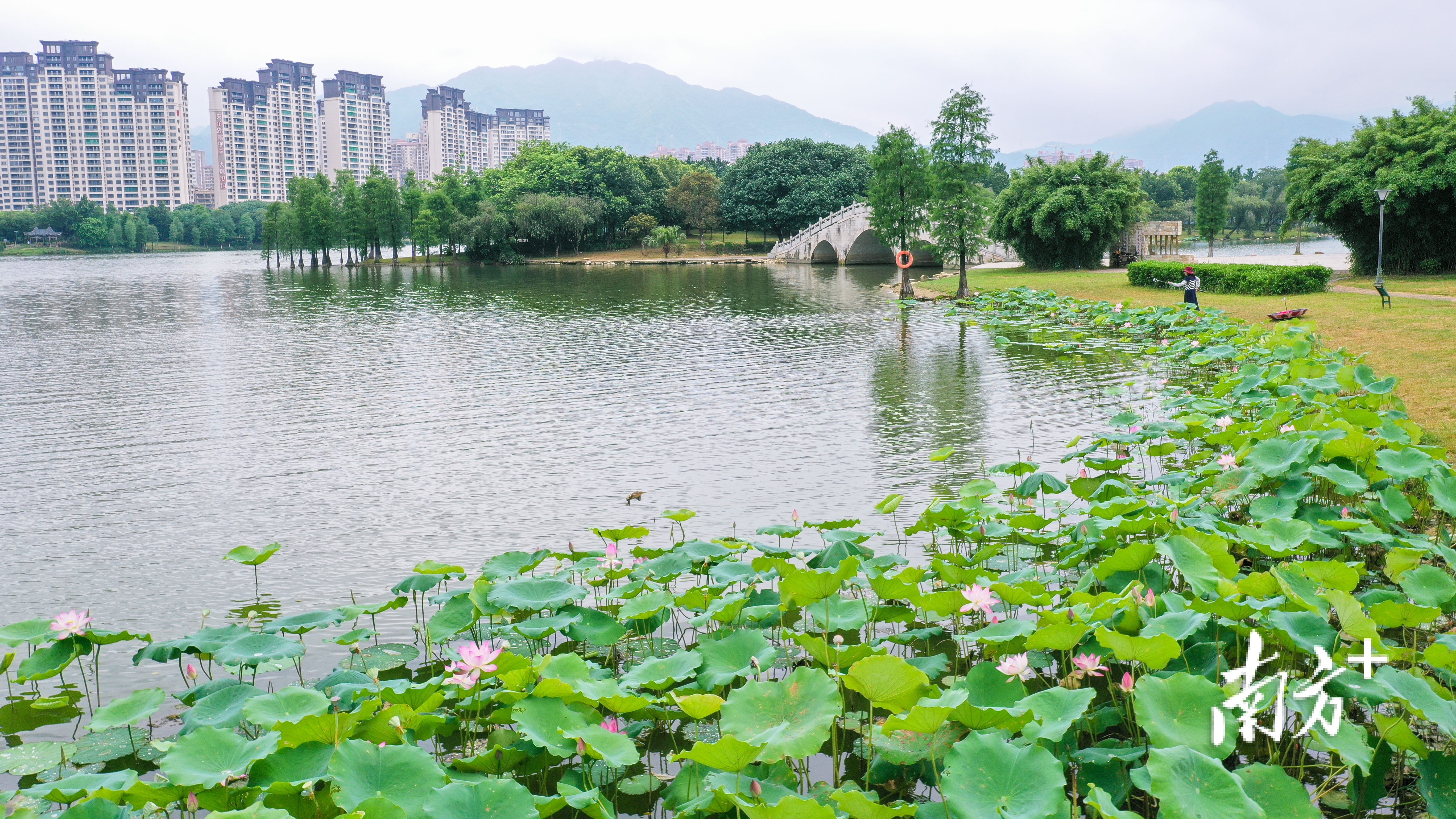 湖泊荷花真实风景图片图片