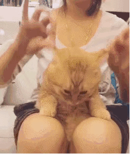 小心！你的车子会“长”猫！｜秋季出行小课堂-有驾
