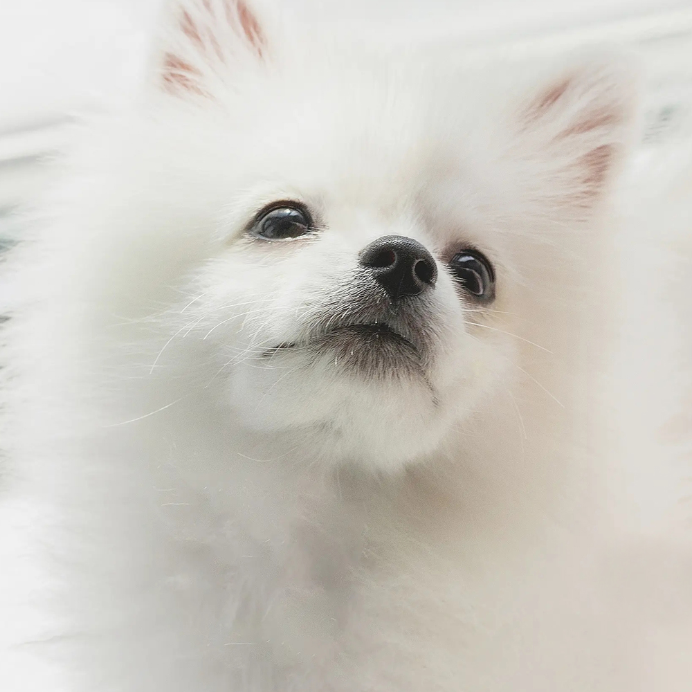 宠物狗狗头像 高清版