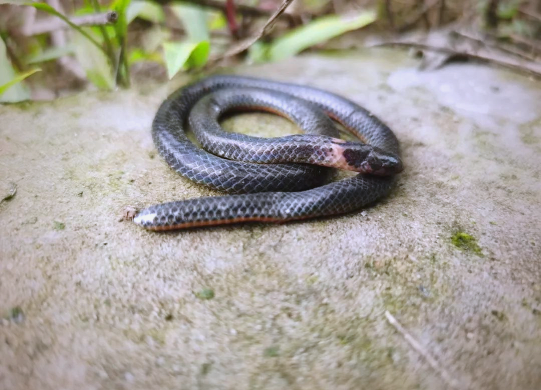 "怪物"竟是两头蛇,惊呼声中的自然新奇