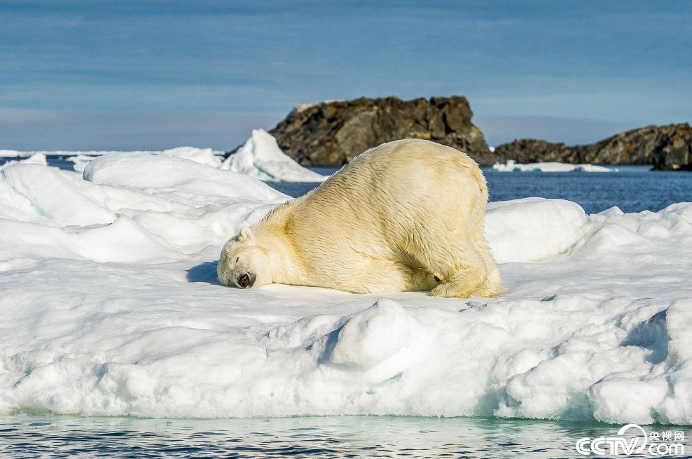 北极熊撅屁股卧冰休息 姿势搞笑
