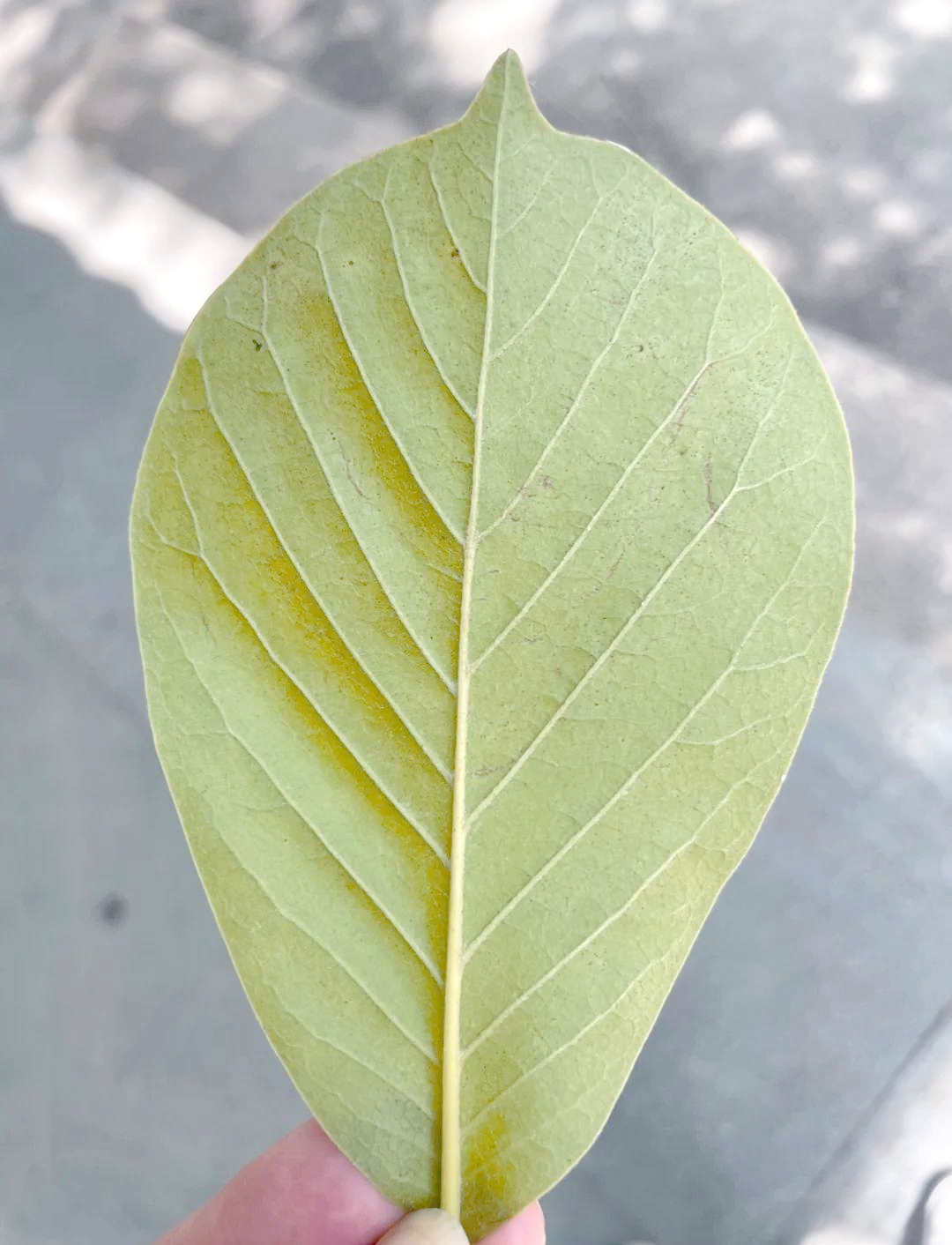 探秘植物叶脉中的奥秘