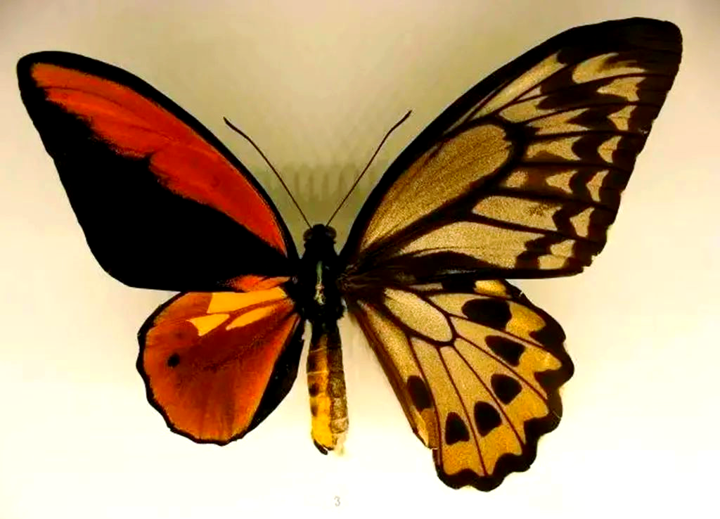 卡申夫鬼美人凤蝶,这一在中国云南被卡申夫发现的奇特蝴蝶变种,同样