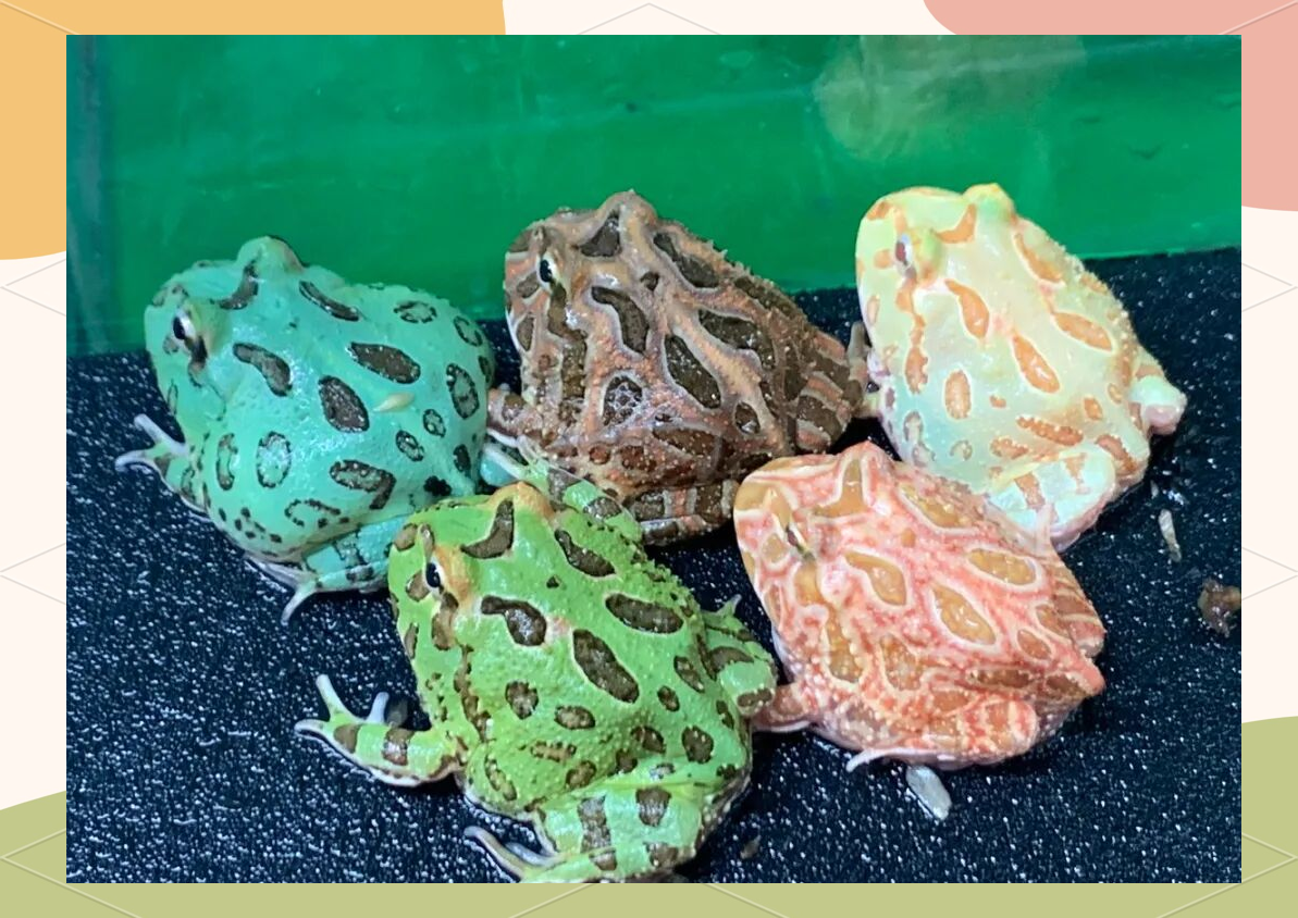 南美角蛙:宠物界的超级巨星与神秘传说