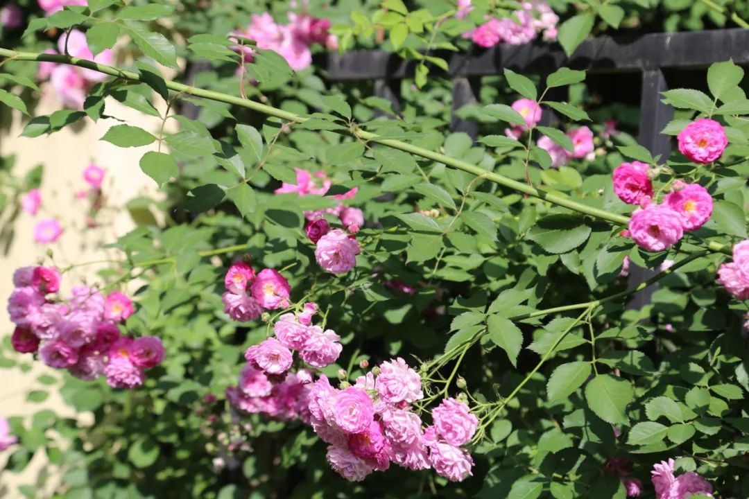 公园的蔷薇花爱丽丝仙境构筑的梦境中仿佛置身于轻抚朵朵蔷薇听鸟儿的