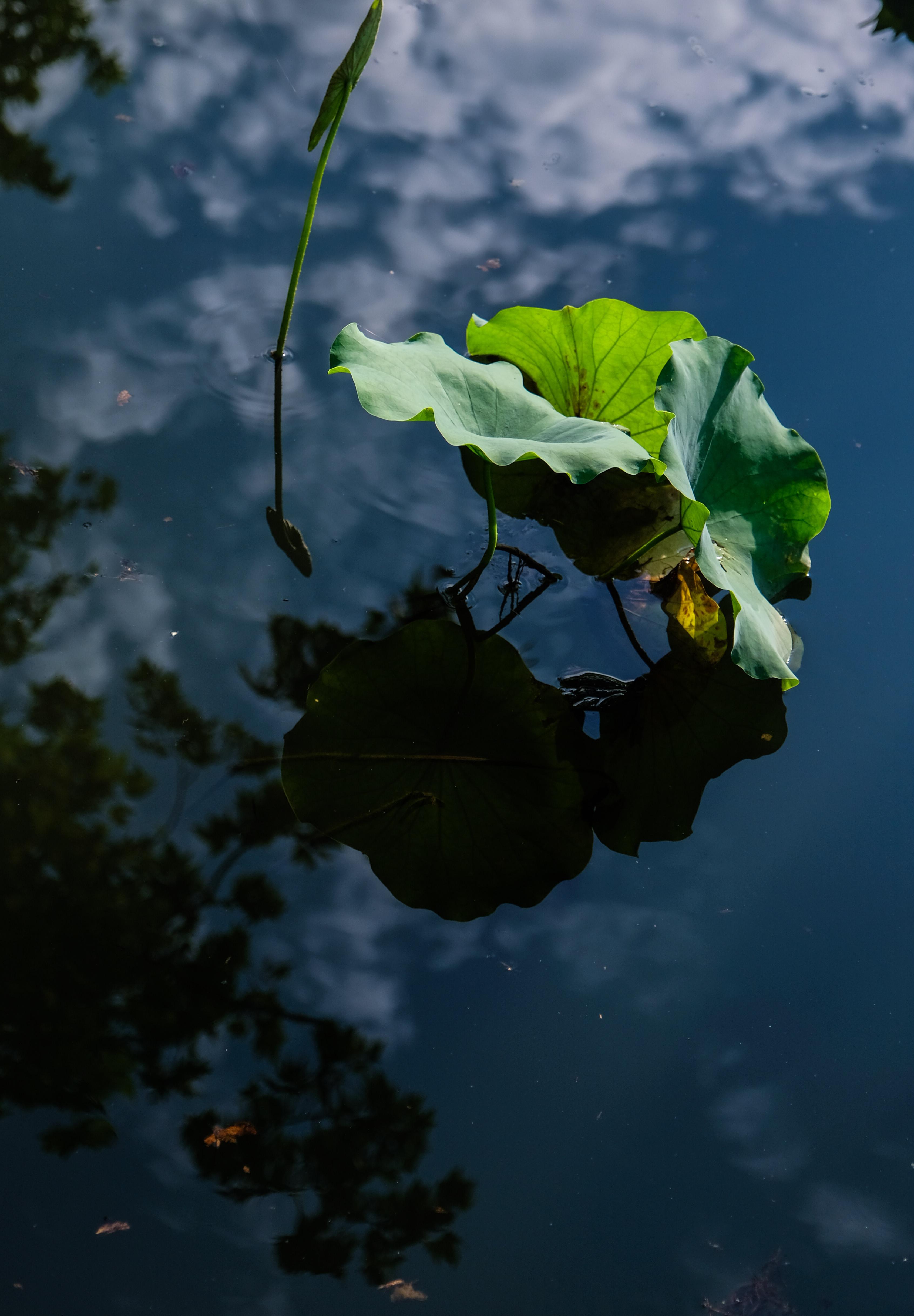 杭州西湖呈现"雨过天青"夏日美景