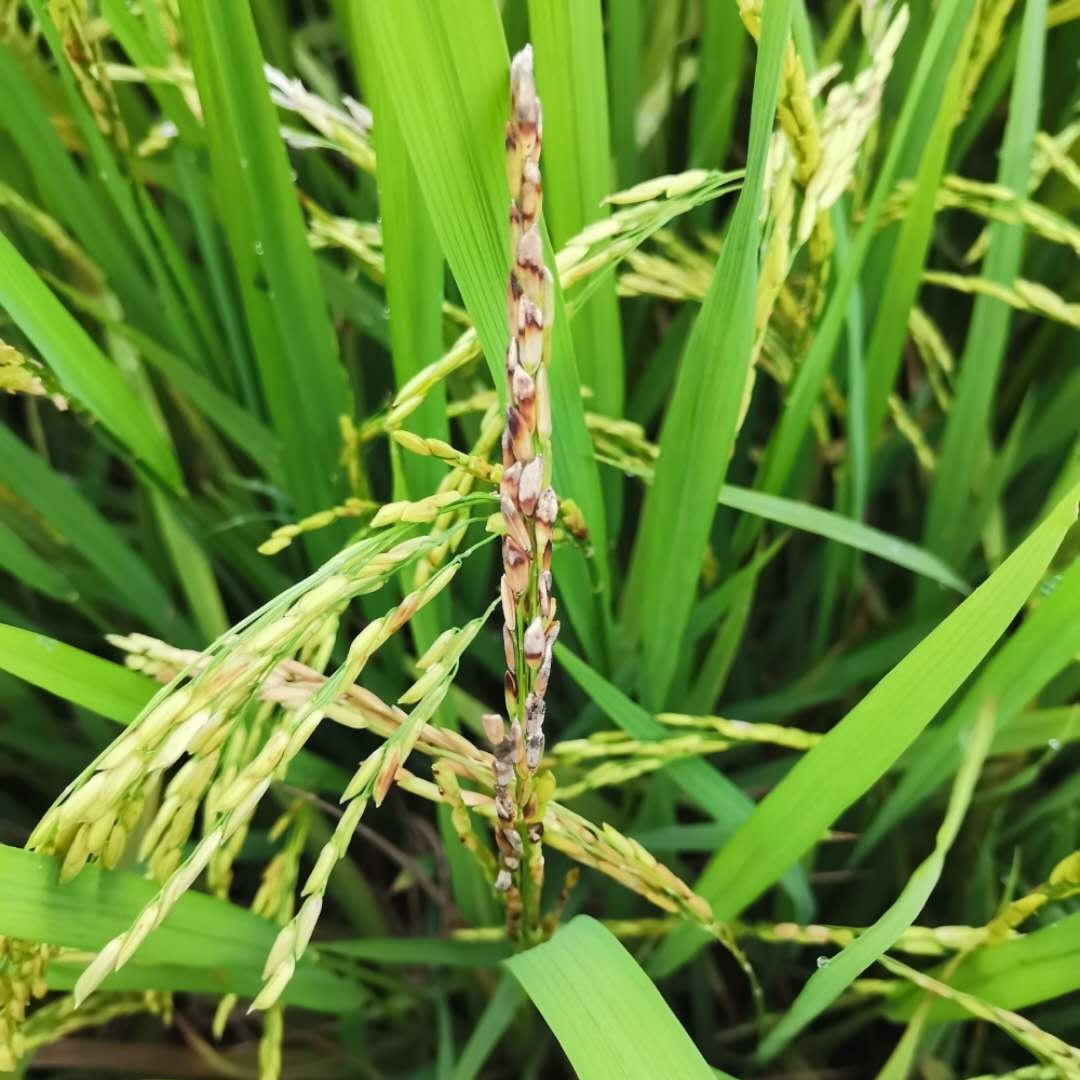 麻- 热门商品专区