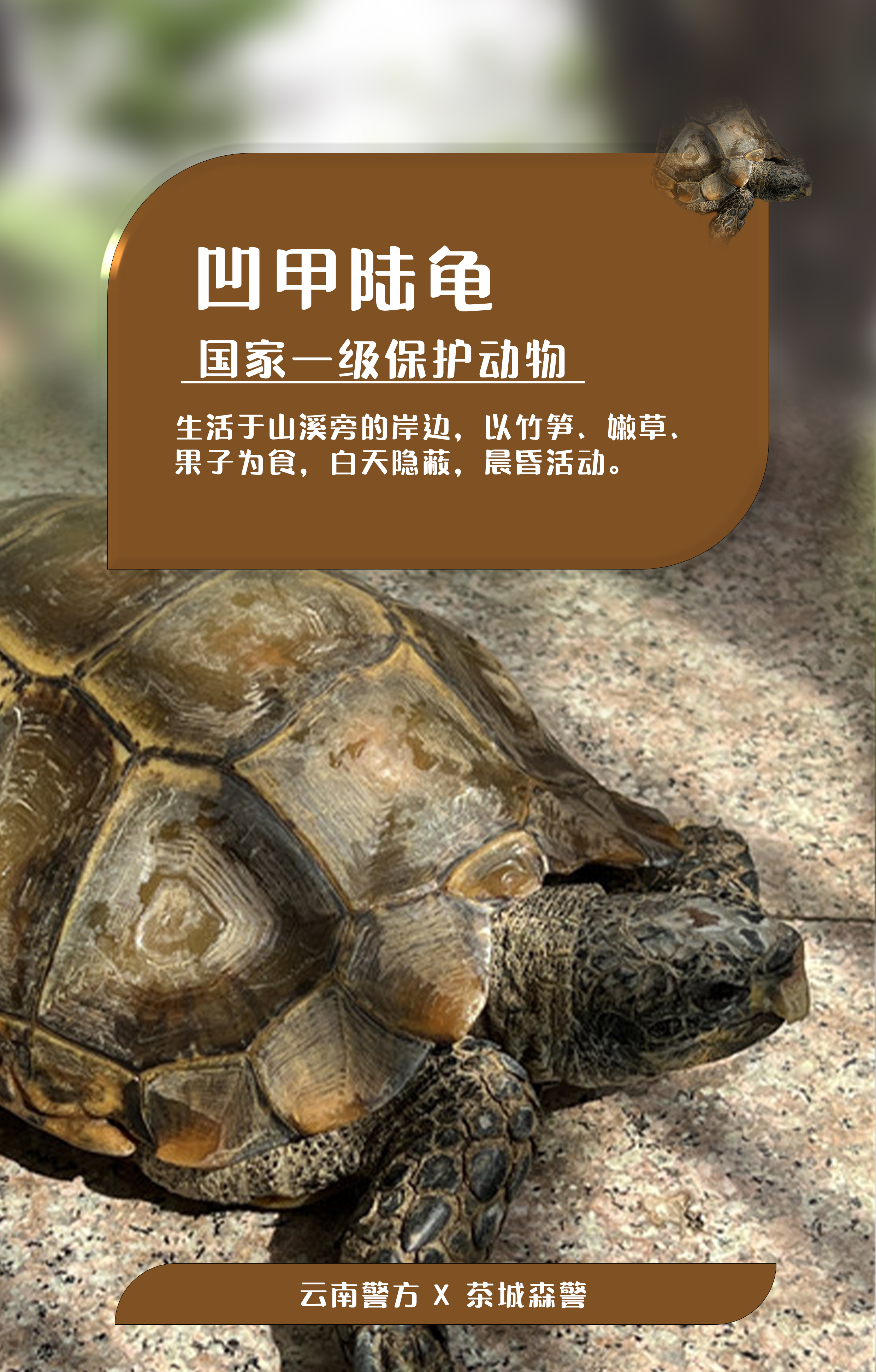 海报|快看!云南这些小动物有着惊人的"身价"