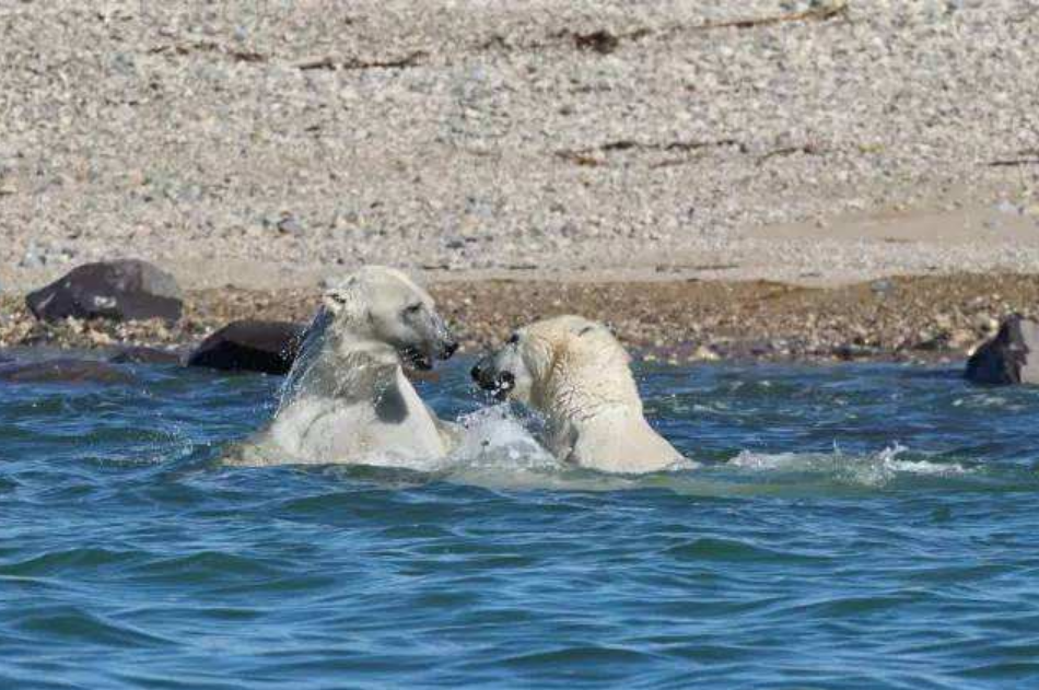 极为罕见!北极熊捕杀白鲸,一口掀开"头盖骨"使其当场毙命!
