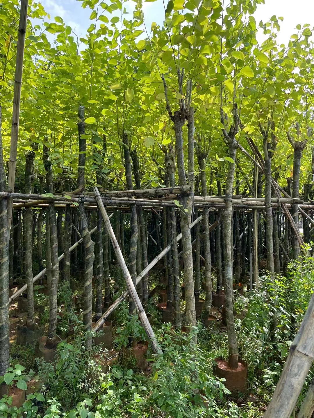 2023年宫粉紫荆价格 最新产地报价 规格5-20公分