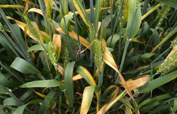 小麦黄矮病发生影响产量,有哪些预防办法?