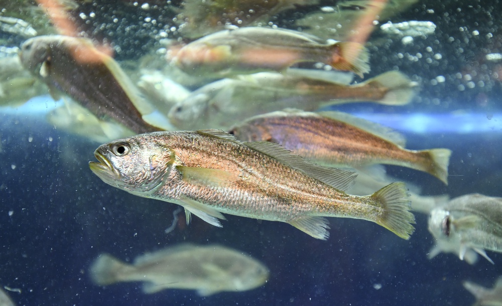 小黄鱼 - 热门商品专区