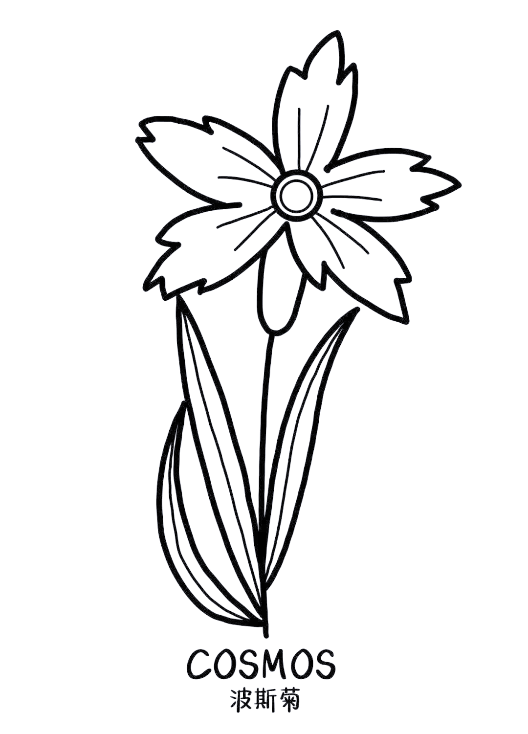 多种花卉的简笔画与花语解析