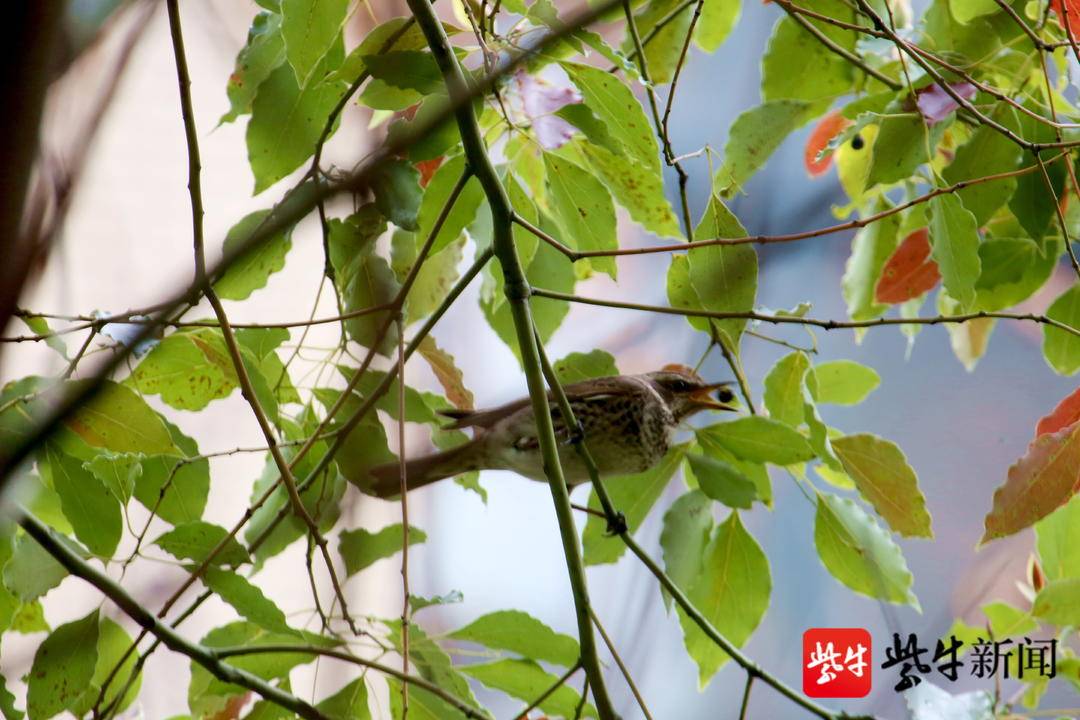 深圳常见鸟类 小区图片