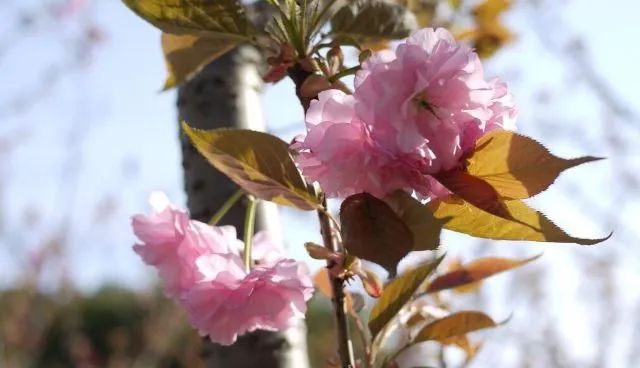 还分不清樱花品种?这份赏花宝典收好了!